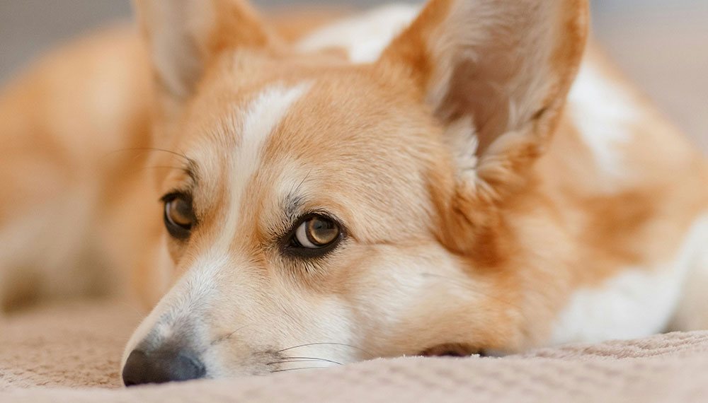 dog close up