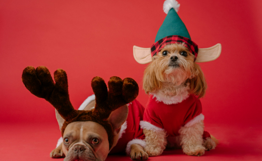 A French bulldog in reindeer antlers and a fluffy dog in an elf hat and Santa outfit pose on a red background